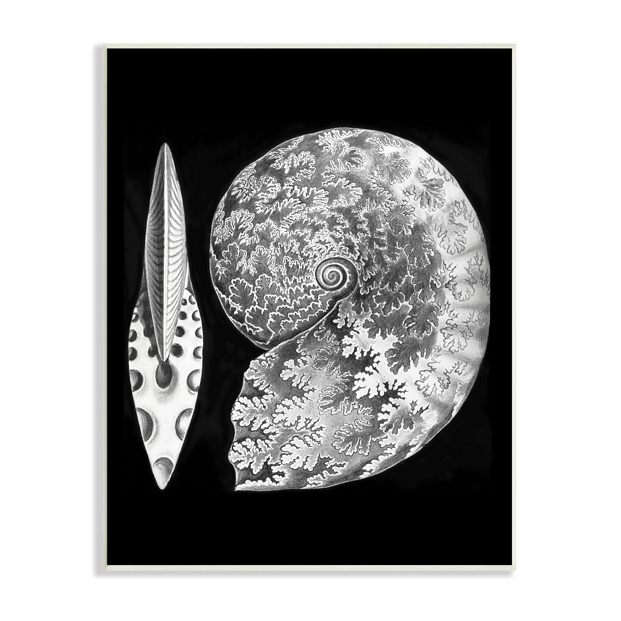 Stupell Industries Detailed Patterned Nautilus Spiral Seashell Modern Design Graphic Art Unframed Art Print Wall Art, Design by Graffitee Studios