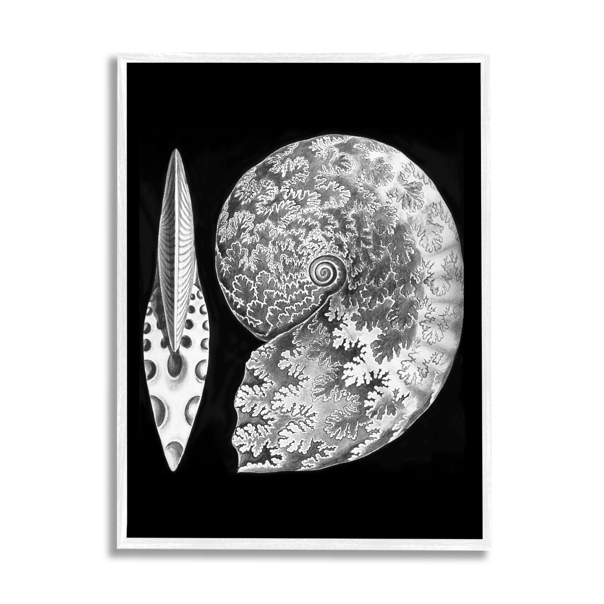 Stupell Industries Detailed Patterned Nautilus Spiral Seashell Modern Design Graphic Art White Framed Art Print Wall Art, Design by Graffitee Studios