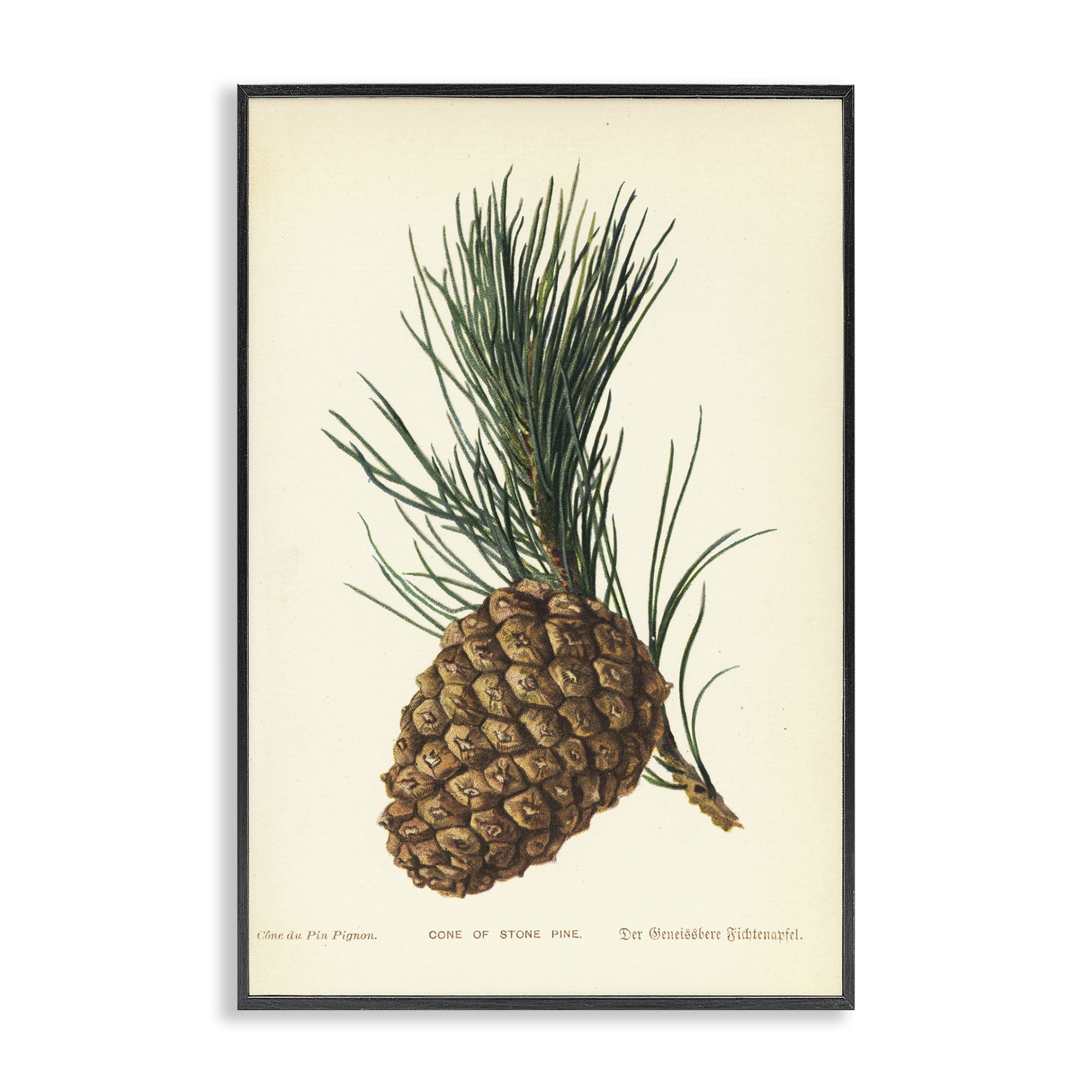 Stupell Industries Detailed Pine Cone Sprig Plants & Flowers Painting Black Framed Art Print Wall Art, 16 x 24