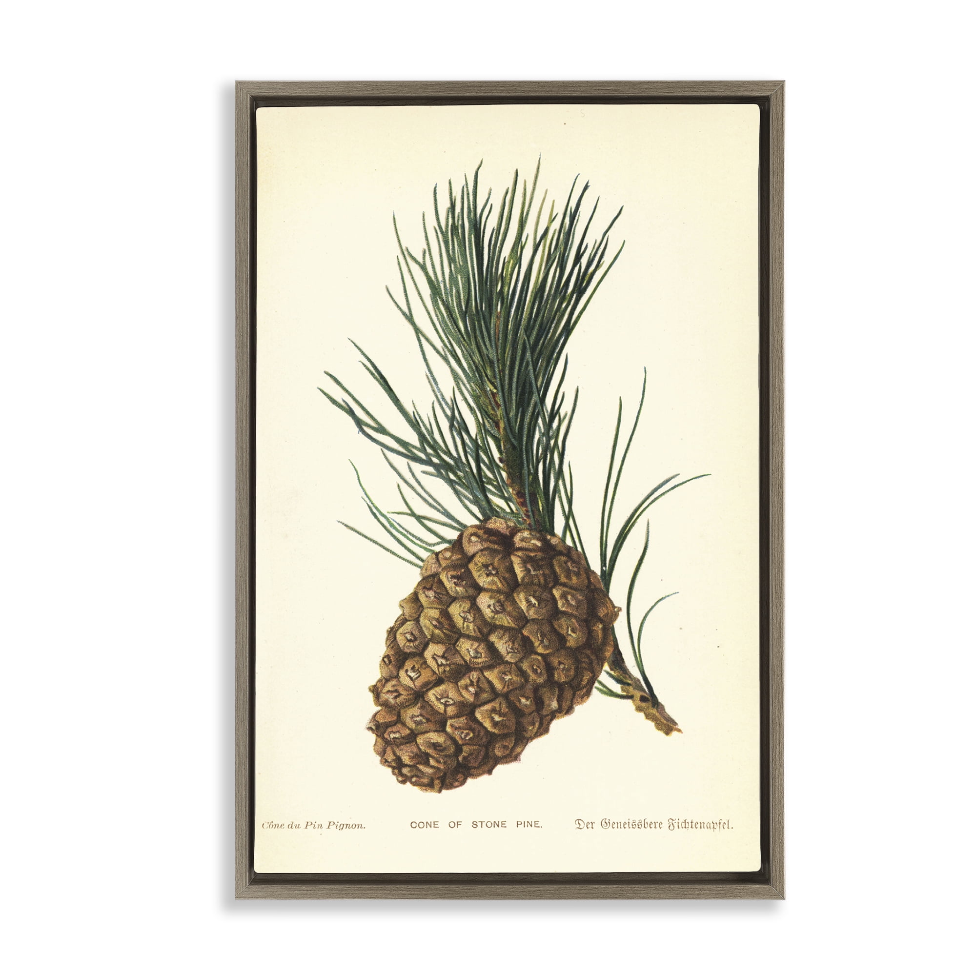 Stupell Industries Detailed Pine Cone Sprig Plants & Flowers Painting Brown Floater Framed Canvas Art Print Wall Art, 21 x 31