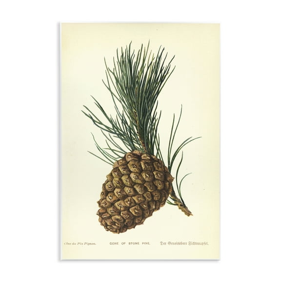 Stupell Industries Detailed Pine Cone Sprig Plants & Flowers Painting Unframed Art Print Wall Art, 10 x 15