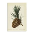 thumbnail image 1 of Stupell Industries Victorian Detailed Pine Cone Sprig Canvas Art, 16 x 24, by Tina Higgins Designs Inc., 1 of 8