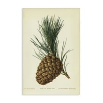 Stupell Industries Detailed Pine Cone Sprig Plants & Flowers Painting Wrapped Canvas Art Print Wall Art, 16 x 24