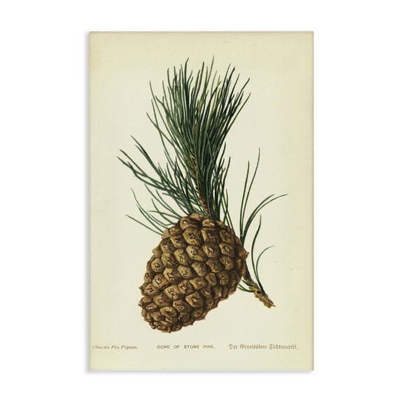 Stupell Industries Detailed Pine Cone Sprig Plants & Flowers Painting Wrapped Canvas Art Print Wall Art, 16 x 24