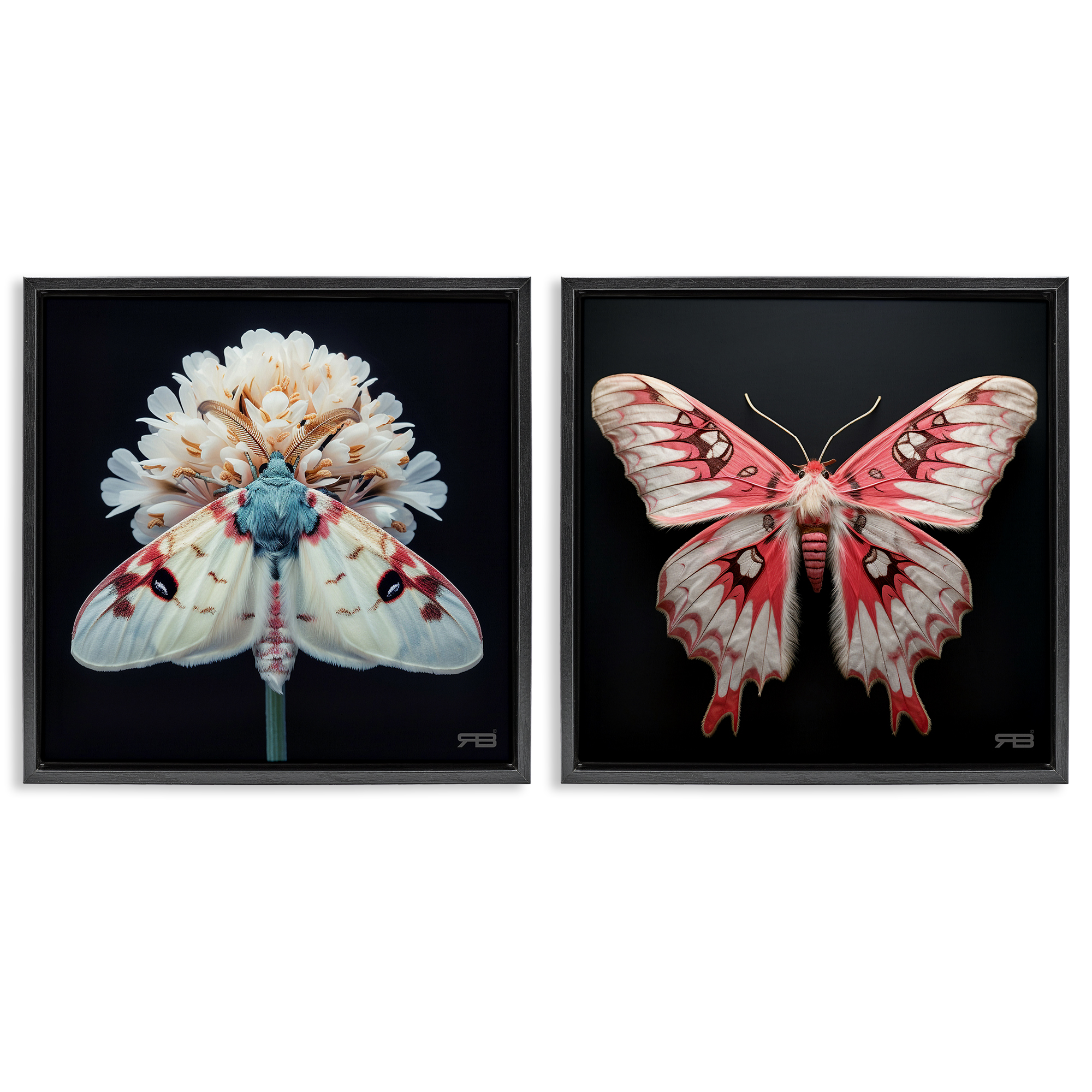 Stupell Industries Detailed Pink Moths Flower Animals Painting Black Floater Framed Canvas Art Print Wall Art, 25 x 25, Set of 2