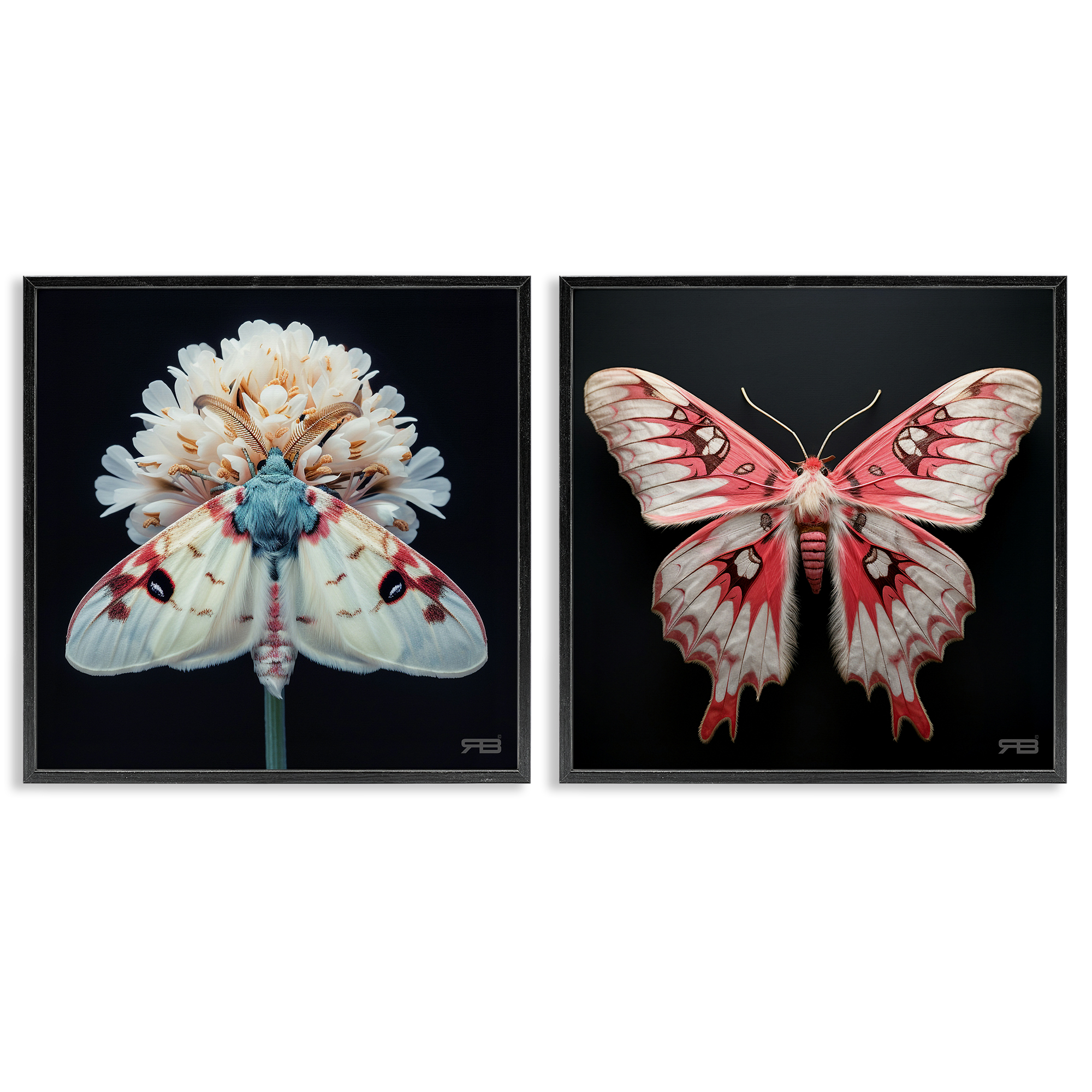 Stupell Industries Detailed Pink Moths Flower Animals Painting Black Framed Art Print Wall Art, 12 x 12, Set of 2