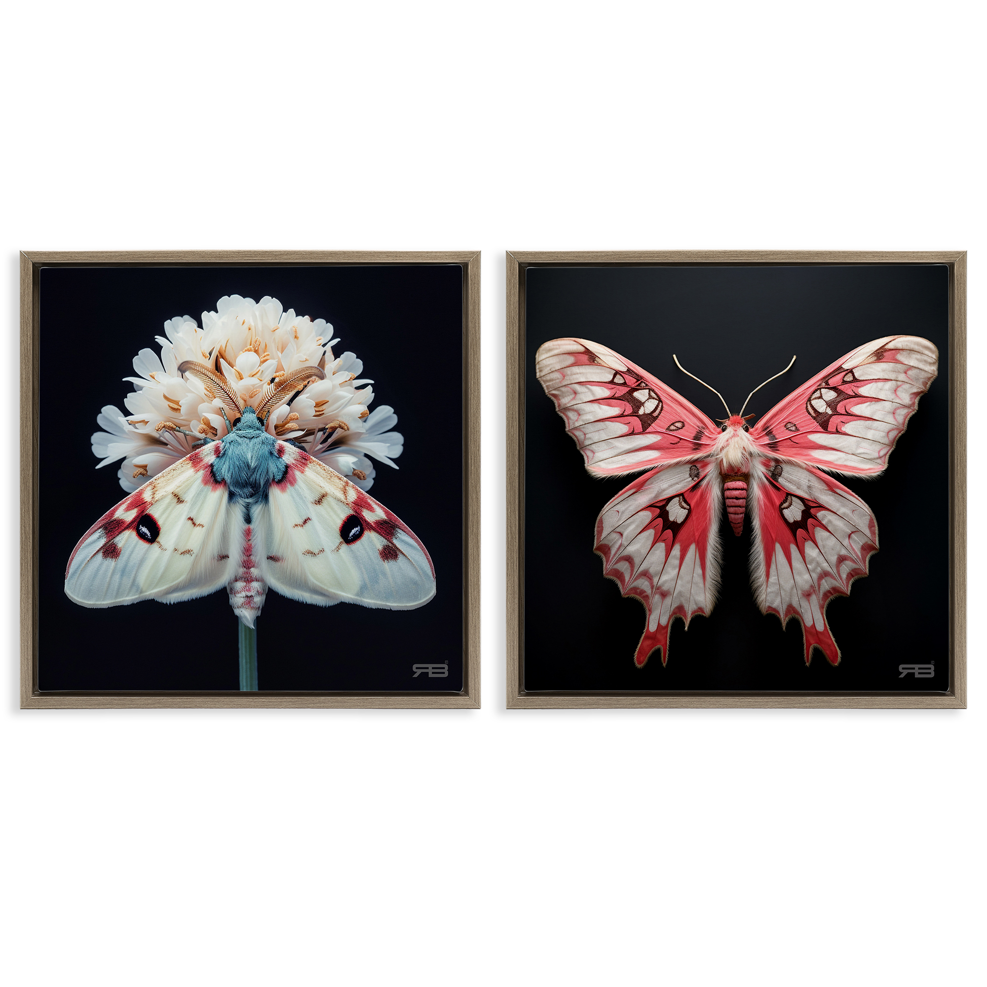 Stupell Industries Detailed Pink Moths Flower Animals Painting Brown Floater Framed Canvas Art Print Wall Art, 25 x 25, Set of 2