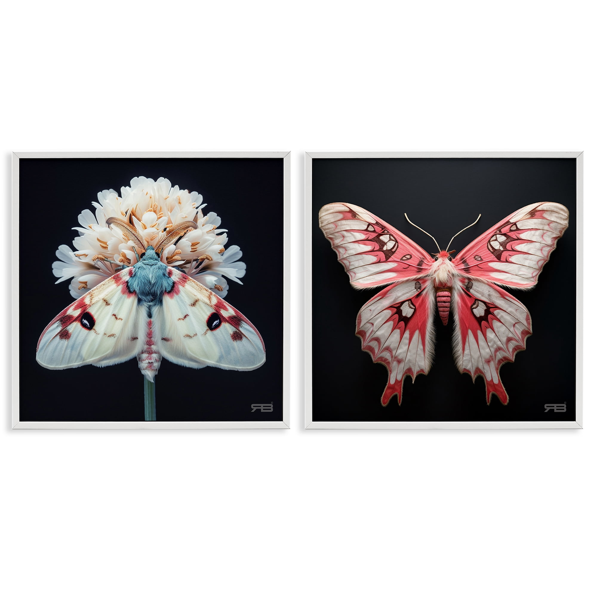 Stupell Industries Detailed Pink Moths Flower Animals Painting White Framed Art Print Wall Art, 12 x 12, Set of 2