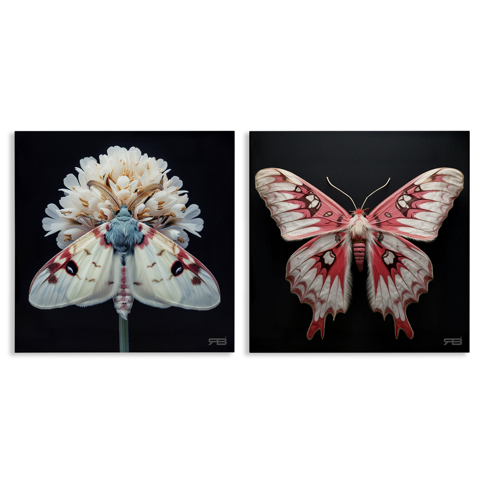 Stupell Industries Detailed Pink Moths Flower Animals Painting Wrapped Canvas Art Print Wall Art, 17 x 17, Set of 2