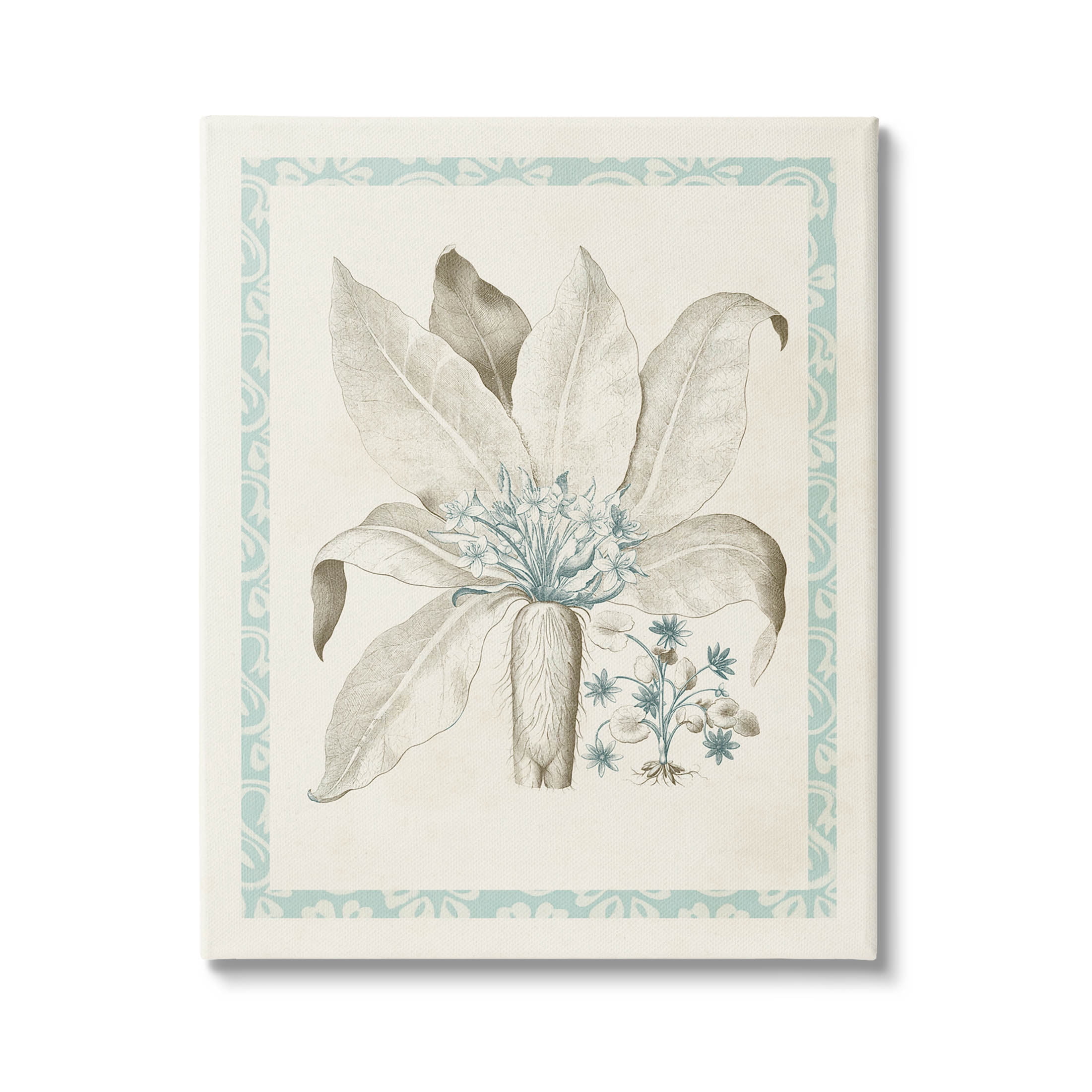 Stupell Industries Detailed Plant Study Botanicals Graphic Art Gallery Wrapped Canvas Print Wall Art, Design by Vision Studio
