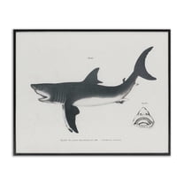 Stupell Industries Detailed Shark Diagram Animals Painting Black Framed Art Print Wall Art, 14 x 11