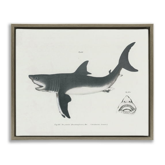 Stupell Industries Detailed Shark Diagram Animals Painting Brown Floater Framed Canvas Art Print Wall Art, 25 x 31