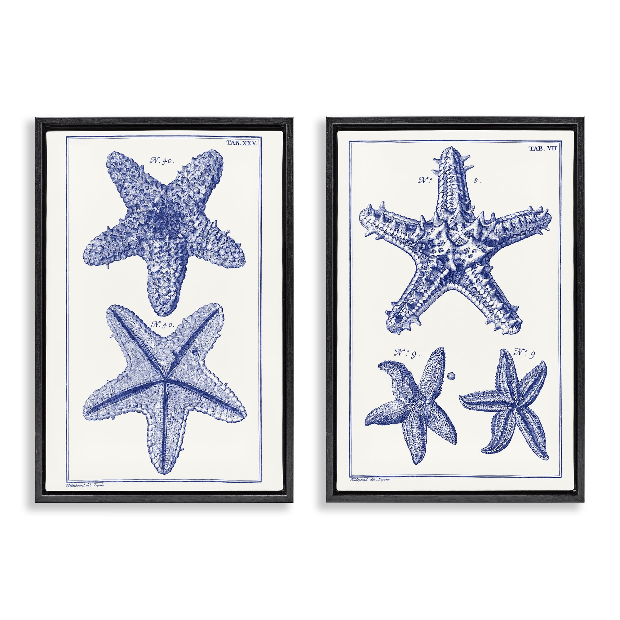Stupell Industries Diagram of a Starfish Nautical & Beach Painting Black Floater Framed Canvas Art Print Wall Art, 17 x 25, Set of 2