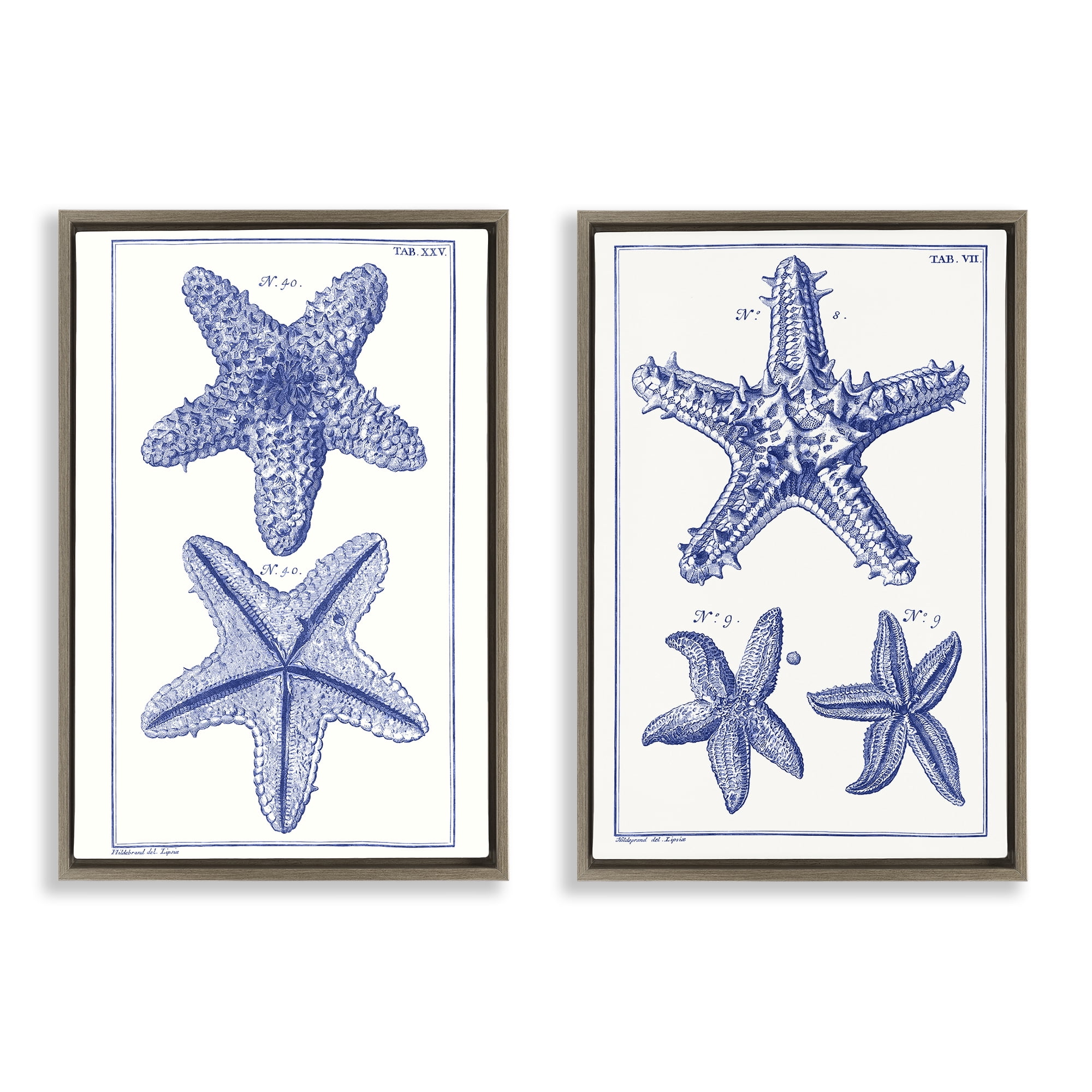 Stupell Industries Diagram of a Starfish Nautical & Beach Painting Brown Floater Framed Canvas Art Print Wall Art, 17 x 25, Set of 2