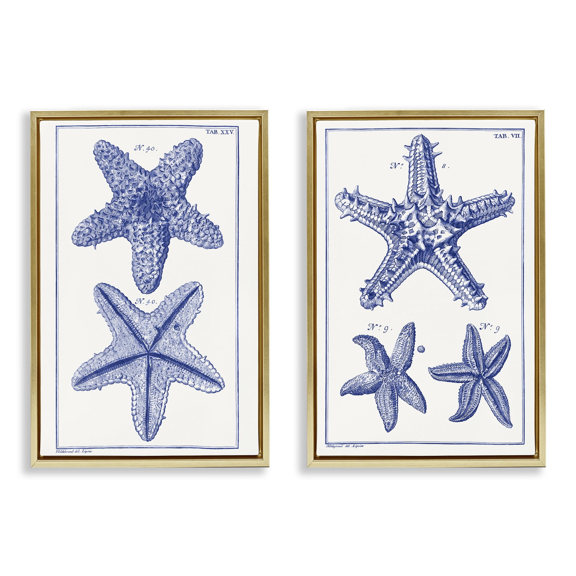 Stupell Industries Diagram of a Starfish Nautical & Beach Painting Gold Floater Framed Canvas Art Print Wall Art, 21 x 31, Set of 2