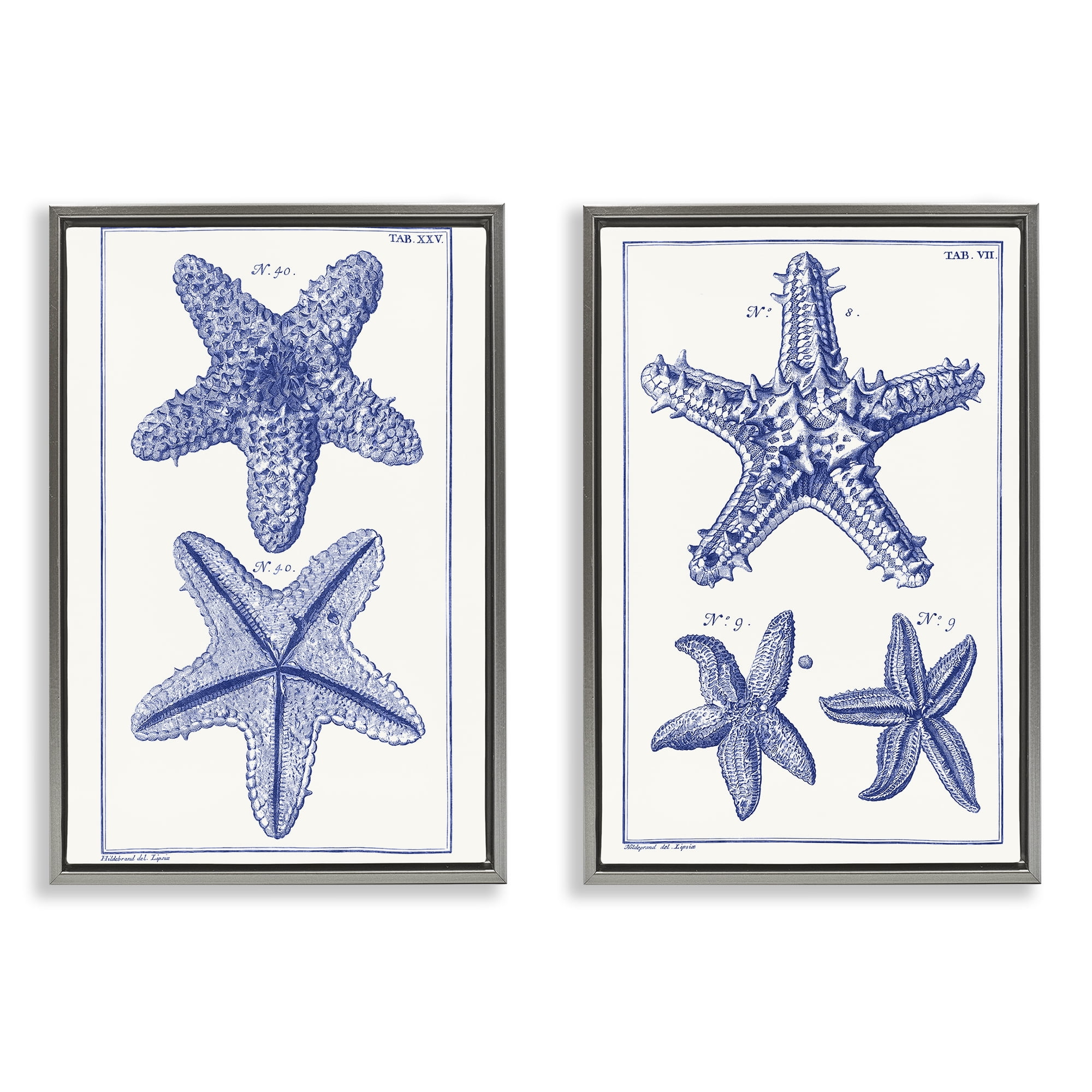 Stupell Industries Diagram of a Starfish Nautical & Beach Painting Gray Floater Framed Canvas Art Print Wall Art, 21 x 31, Set of 2