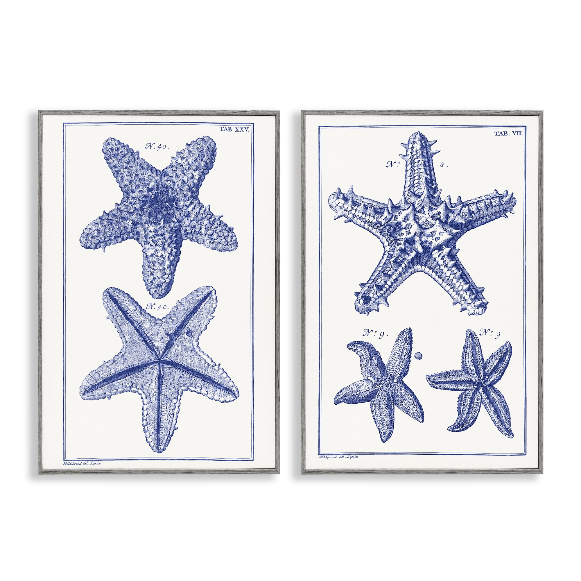 Stupell Industries Diagram of a Starfish Nautical & Beach Painting Gray Framed Art Print Wall Art, 20 x 30, Set of 2