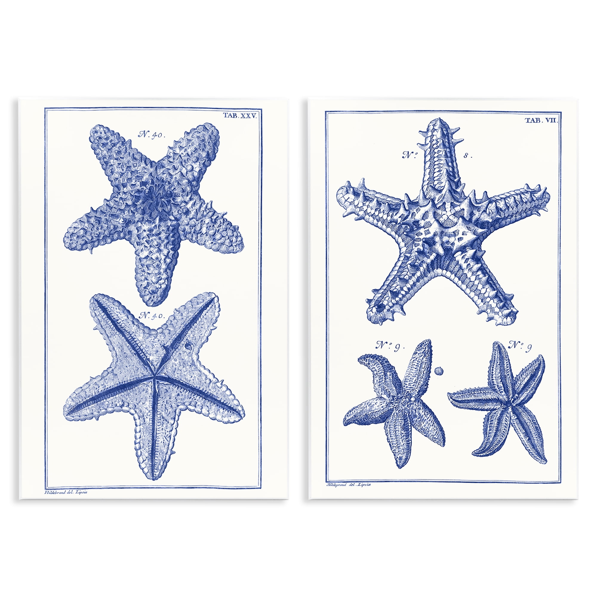 Stupell Industries Diagram of a Starfish Nautical & Beach Painting Unframed Art Print Wall Art, 13 x 19, Set of 2
