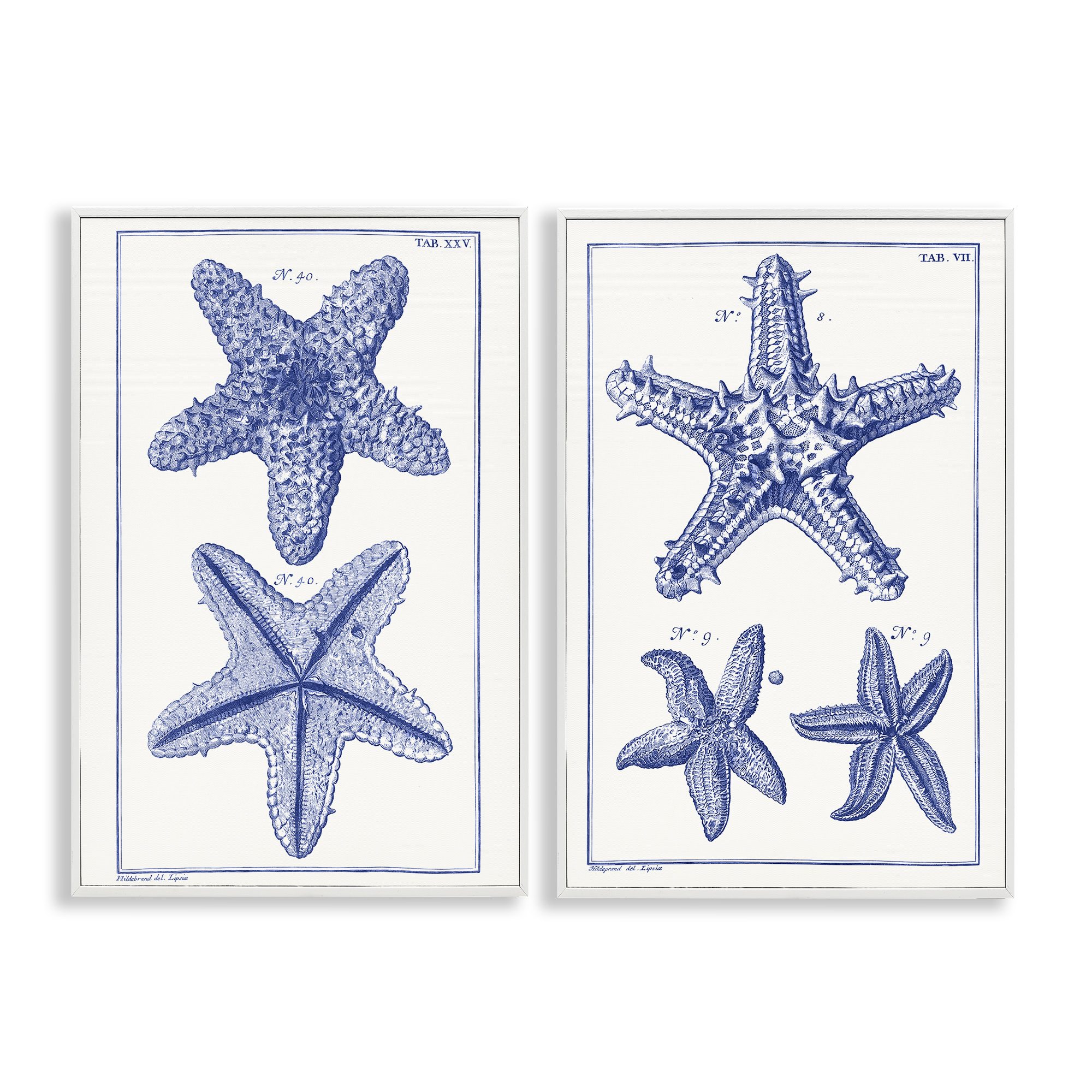 Stupell Industries Diagram of a Starfish Nautical & Beach Painting White Framed Art Print Wall Art, 16 x 24, Set of 2
