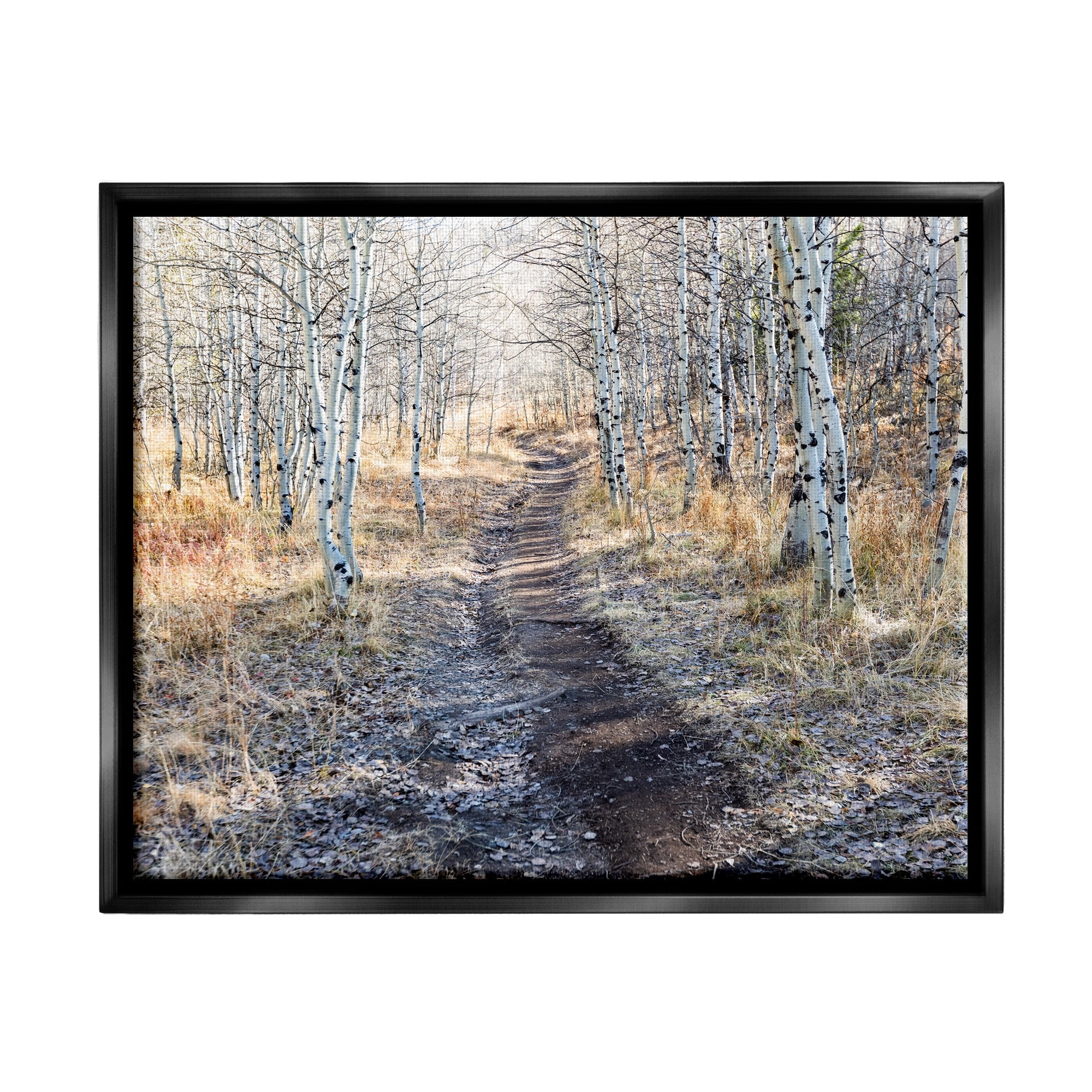 Stupell Industries Dirt Path Between Birch Tree Forest Woodland Scene Photograph Jet Black Floating Framed Canvas Print Wall Art, Design by Steve Smith