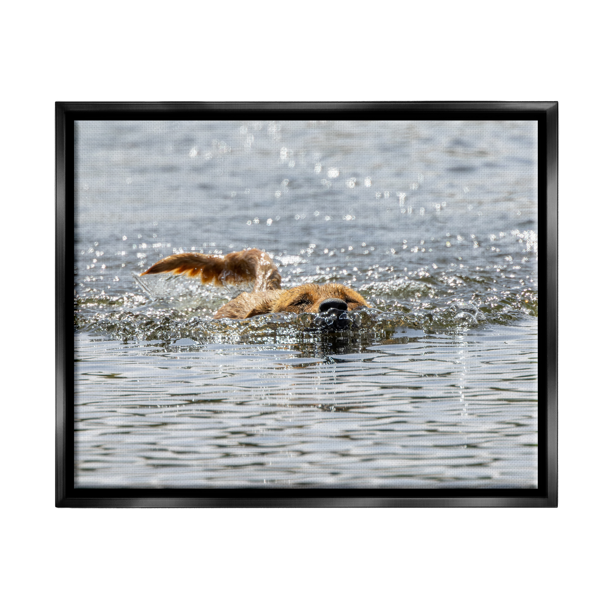 Stupell Industries Dog Swimming in Ocean Animals & Insects Photography Black Floater Framed Canvas Art Print Wall Art, 31 x 25