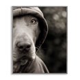 thumbnail image 1 of Stupell Industries Contemporary Dog Wearing Hooded Sweater Close-Up Monochrome Photography Gray Framed Giclee Art, 11 x 14, by Michael Brian, 1 of 7