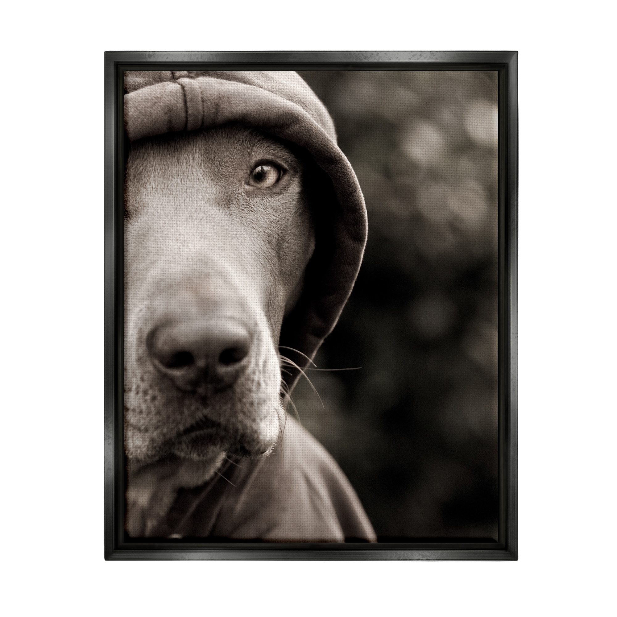 Stupell Industries Dog Wearing Hooded Sweater Close-Up Monochrome Photography Photograph Jet Black Floating Framed Canvas Print Wall Art, Design by Michael Brian