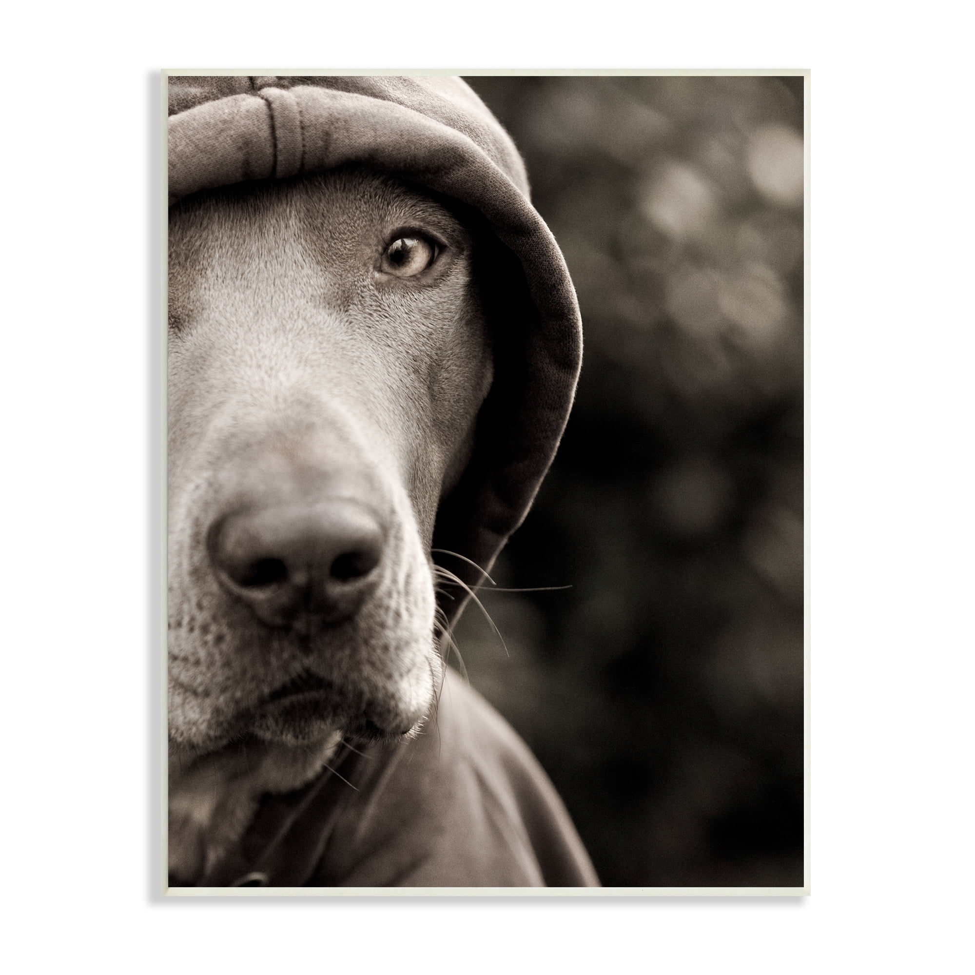 Stupell Industries Dog Wearing Hooded Sweater Close-Up Monochrome Photography Photograph Unframed Art Print Wall Art, Design by Michael Brian