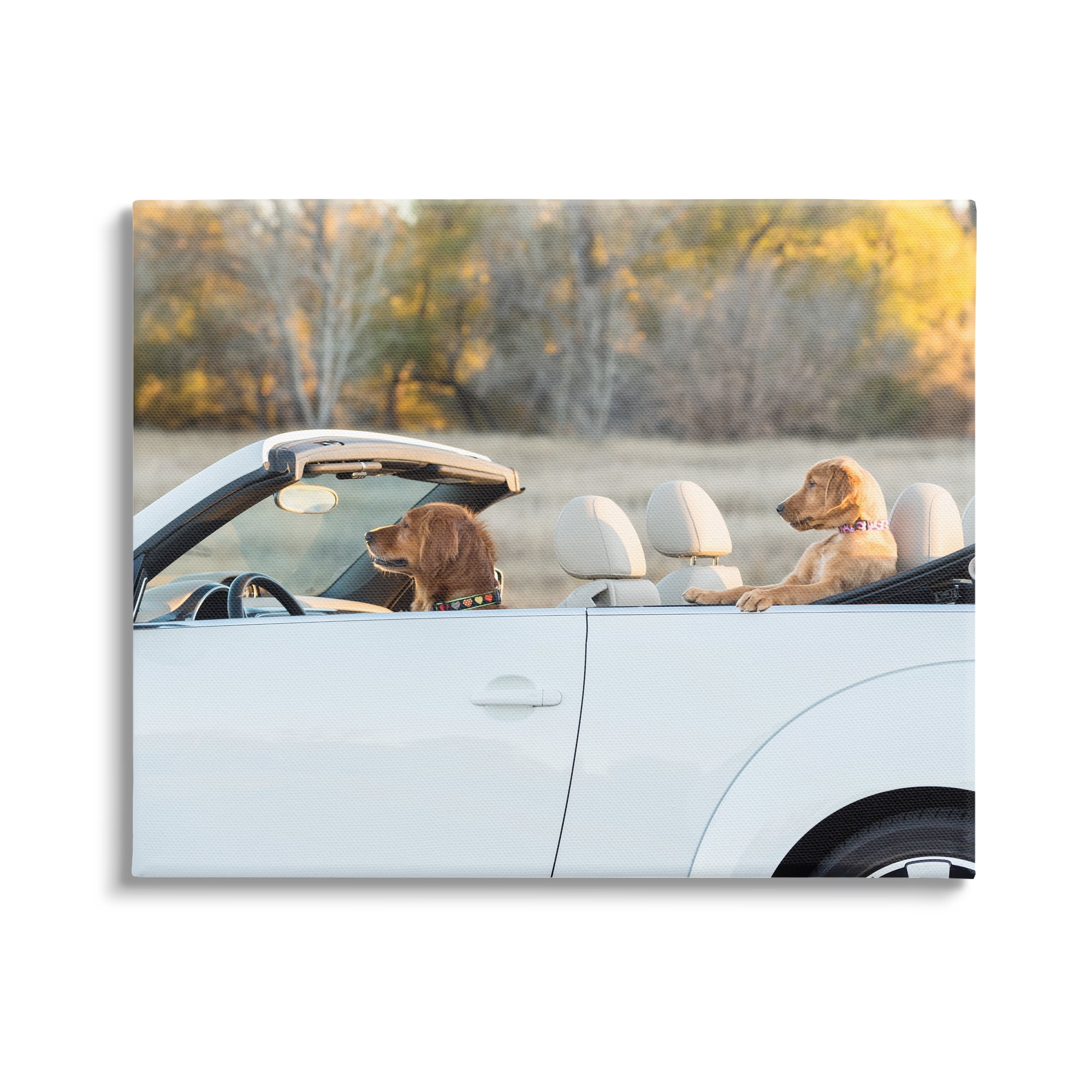 Stupell Industries Dogs Driving Convertible Animals & Insects Photography Gallery Wrapped Canvas Art Print Wall Art, 48 x 36