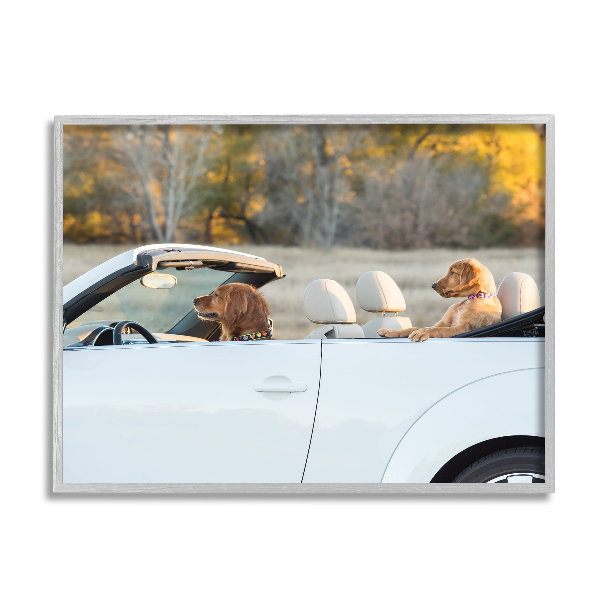 Stupell Industries Dogs Driving Convertible Animals & Insects Photography Gray Framed Art Print Wall Art, 14 x 11