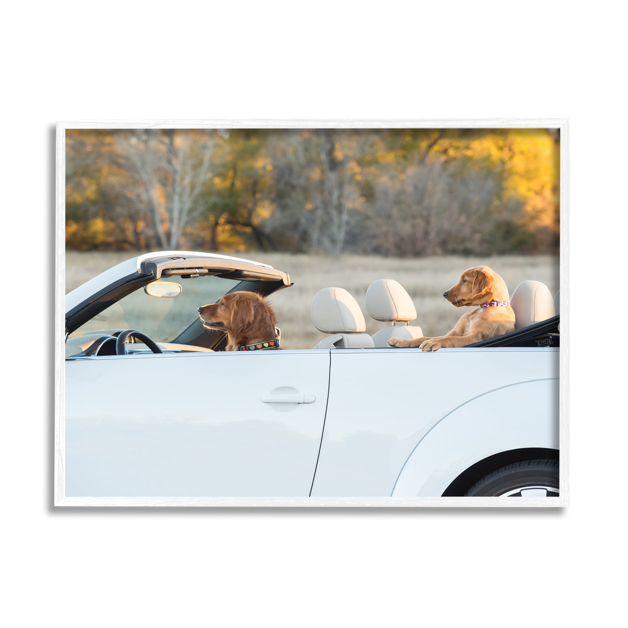 Stupell Industries Dogs Driving Convertible Animals & Insects Photography White Framed Art Print Wall Art, 14 x 11
