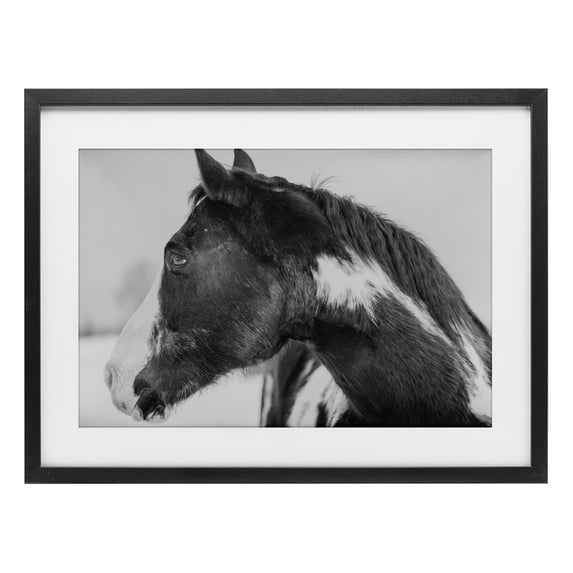 Stupell Industries Draisma Horse Looking Left Black Framed Print Under Glass design by Amy Carroll, 14 x 20