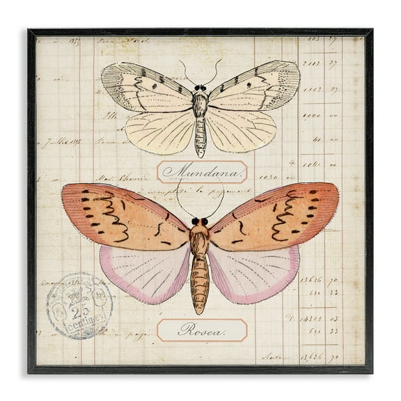Stupell Industries Drawn Butterfly Studies Insects Painting Black Framed Art Print Wall Art, 12 x 12
