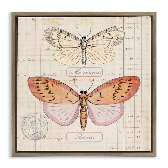 Stupell Industries Victorian Drawn Butterfly Studies Brown Floating Frame Canvas Art, 18 x 18, by Susan Arnot