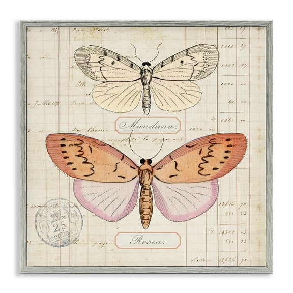 Stupell Industries Drawn Butterfly Studies Insects Painting Gray Framed Art Print Wall Art, 12 x 12