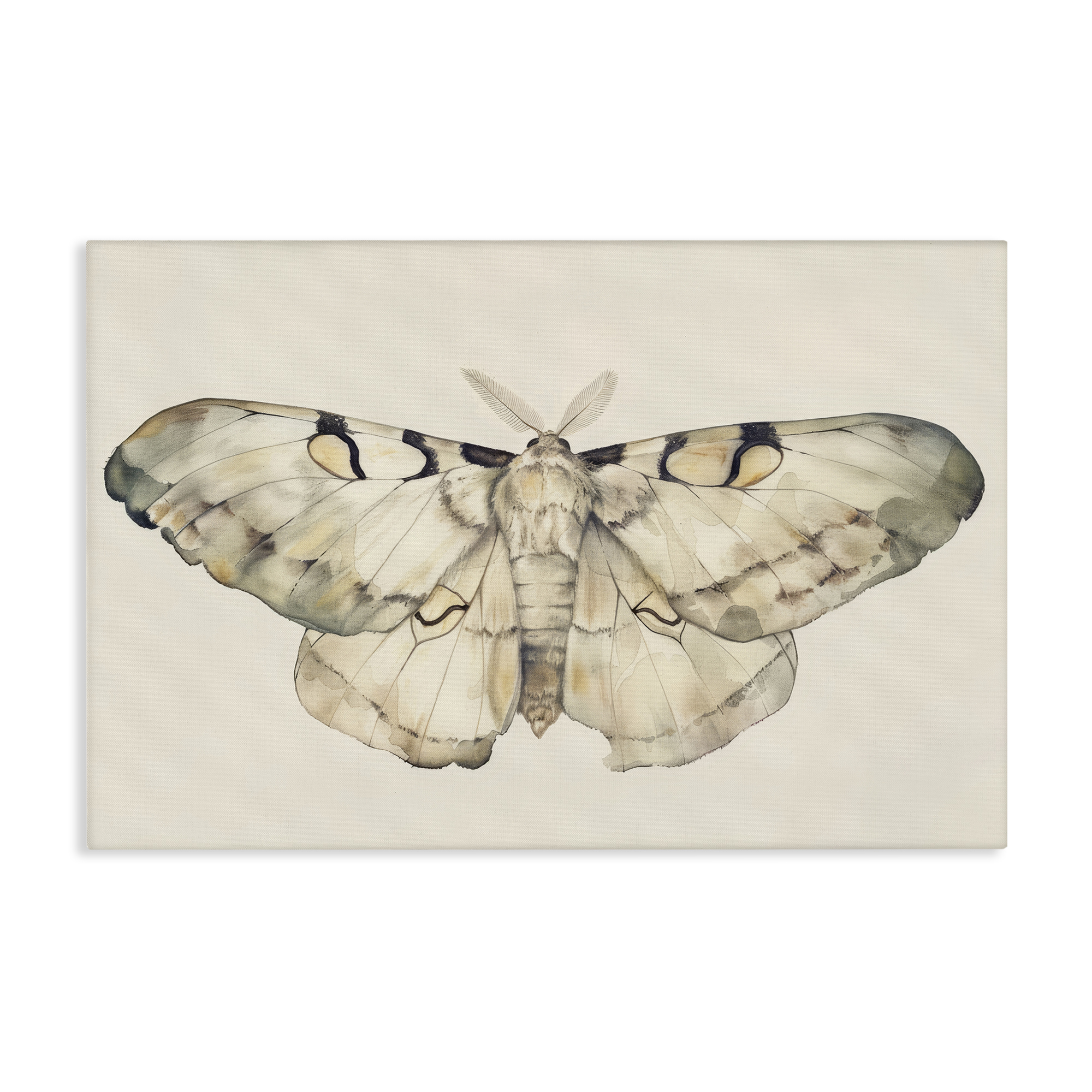 Stupell Industries Dusty Beige Moth Animals Painting Wrapped Canvas Art Print Wall Art, 36 x 24