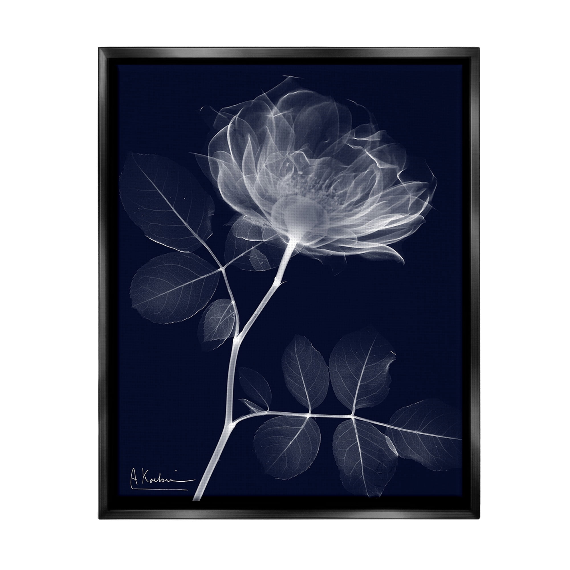Stupell Industries Dynamic Dark Flower Botanical & Floral Photography Black Floater Framed Canvas Art Print Wall Art, 25 x 31