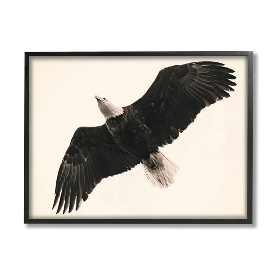Stupell Industries Eagle Flying Overhead Vintage Bird Sepia Tone Photography, 14 x 11,Design by Nancy Crowell