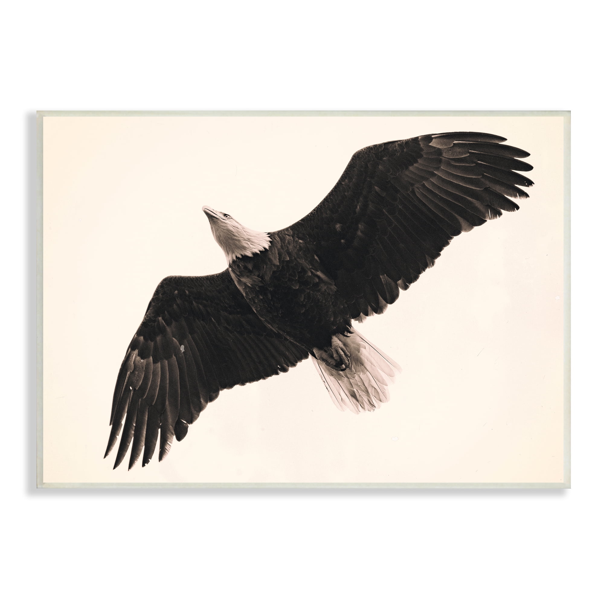 Stupell Industries Eagle Flying Overhead Vintage Bird Sepia Tone Photography, 19 x 13,Design by Nancy Crowell