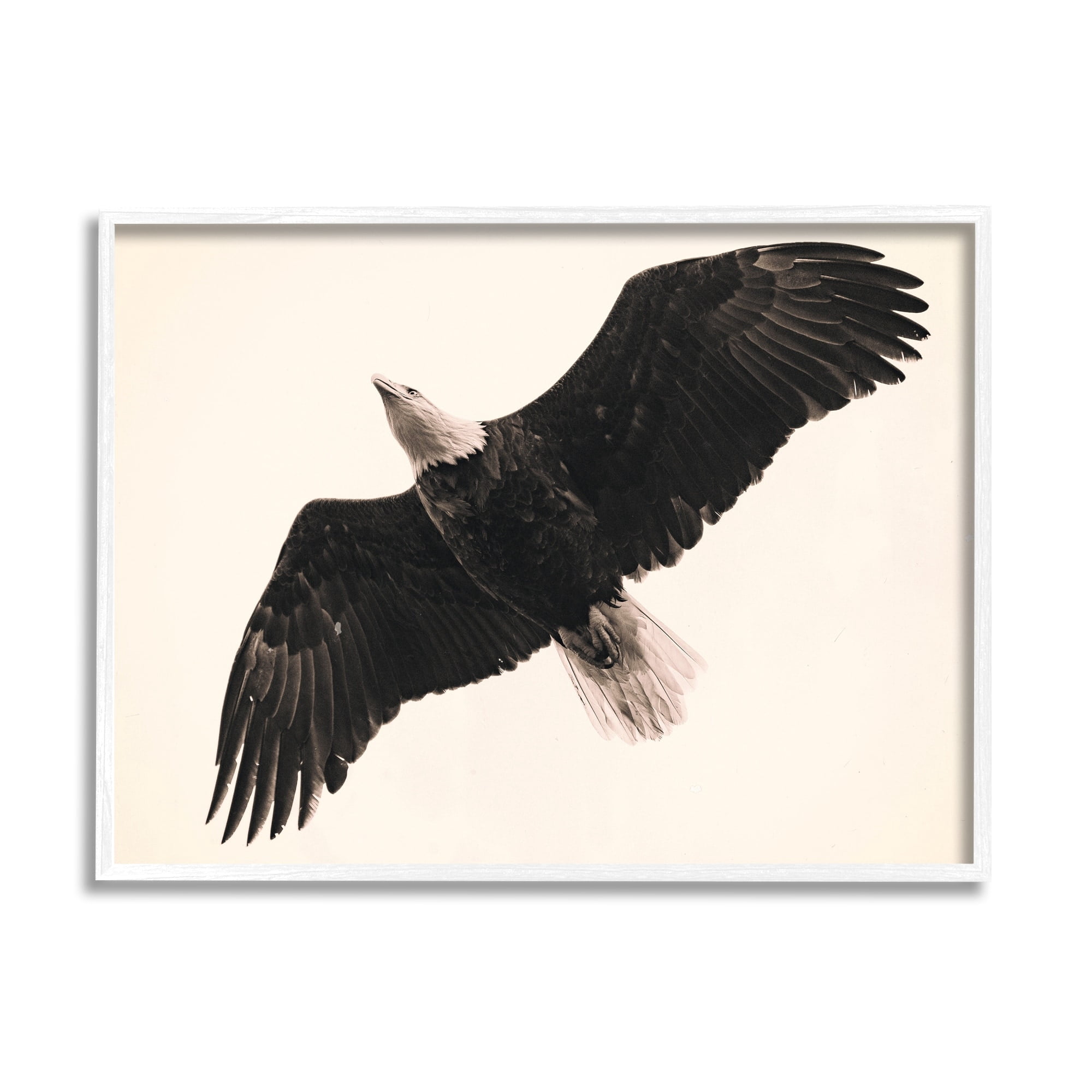 Stupell Industries Eagle Flying Overhead Vintage Bird Sepia Tone Photography, 20 x 16,Design by Nancy Crowell