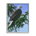 thumbnail image 1 of Stupell Industries Eagle on Fir Branch Animals & Insects Painting Gray Framed Art Print Wall Art, 11 x 14, 1 of 9