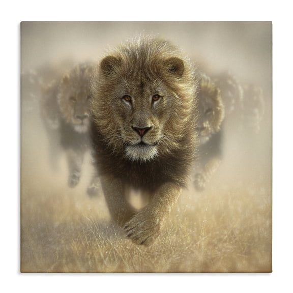 Stupell Industries Eat My Dust Lions Canvas Wall Art design by Collin Bogle, 36 x 36