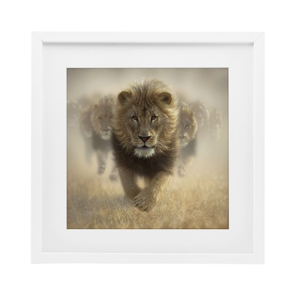 Stupell Industries Eat My Dust Lions White Framed Print Under Glass design by Collin Bogle, 16 x 16