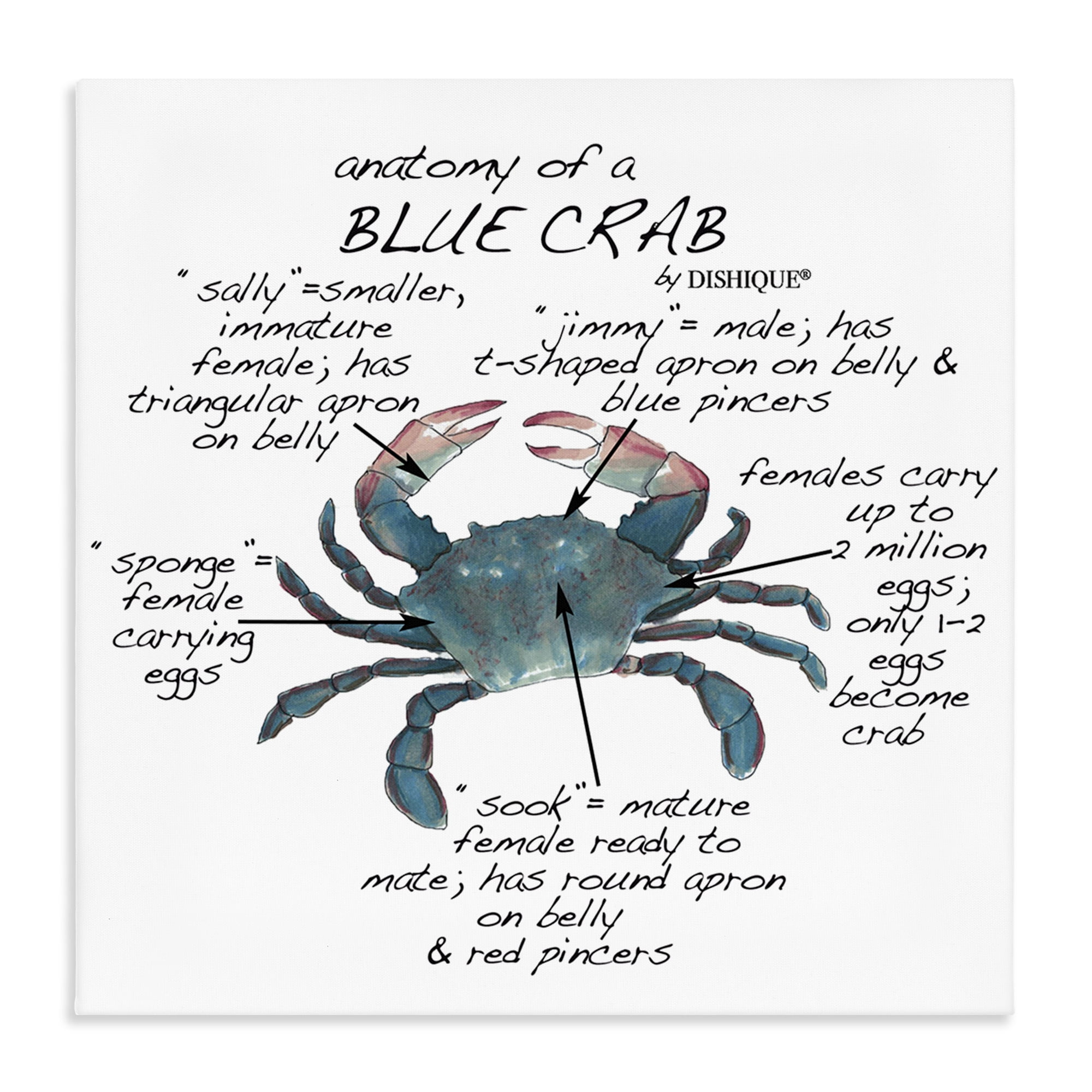 How Draw Flash Stupell Industries Eclectic Crab Anatomy Facts Educational Sea Life ...