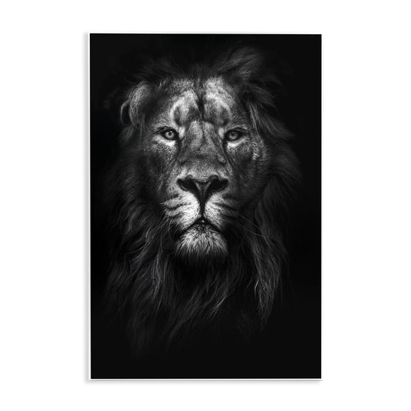 Stupell Industries Eclectic Lion In Shadows Photography Wall Plaque Art, 10 x 15, by Design Fabrikken