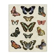 thumbnail image 1 of Stupell Industries Eclectic Vintage Butterfly Breeds Canvas Art, 36 x 48, by Susan Arnot, 1 of 8