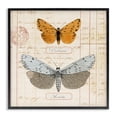 thumbnail image 1 of Stupell Industries Eclectic Vintage Butterfly Specimen Black Framed Giclee Art, 12 x 12, by Susan Arnot, 1 of 8