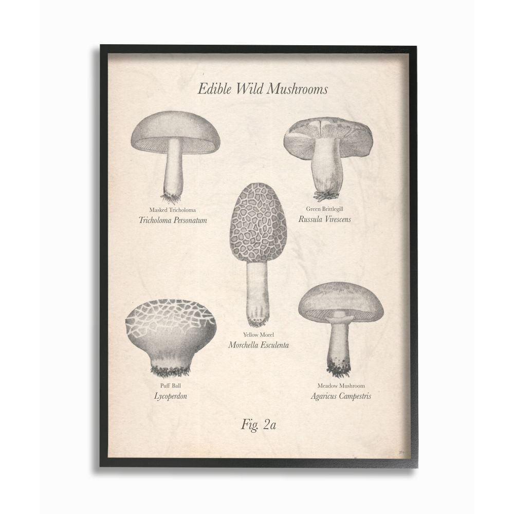 Stupell Industries Edible Wild Mushrooms Vintage Drawing Design Black Framed Art Print Wall Art, 11x14, by The Saturday Evening Post