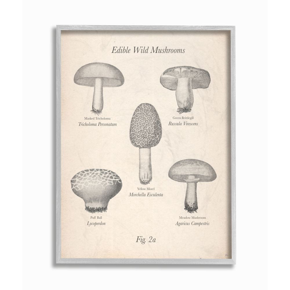 Stupell Industries Edible Wild Mushrooms Vintage Drawing Design Framed Wall Art by The Saturday Evening Post, 16" x 20", Gray Framed