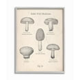 thumbnail image 1 of Stupell Industries Edible Wild Mushrooms Vintage Drawing Design Gray Framed Art Print Wall Art, 11x14, by The Saturday Evening Post, 1 of 6
